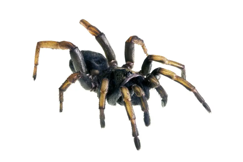 Trap door spider